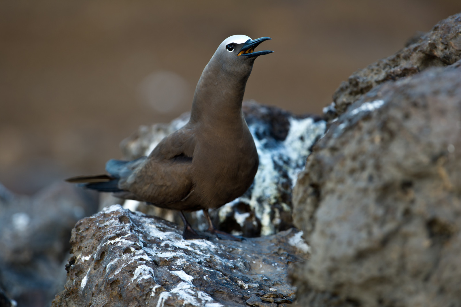 image Brown Noddy